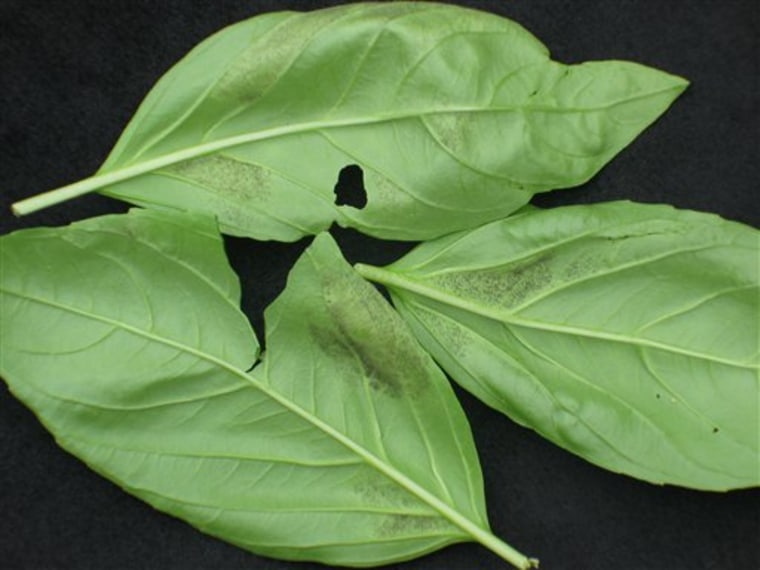 This photo provided by Margaret McGrath, an associate professor of plant pathology at Cornell, shows the lower surface of basil, taken from her home garden, showing signs of  basil downy mildew. 